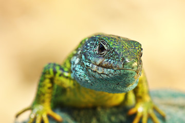 Image showing front view on Lacerta viridis male