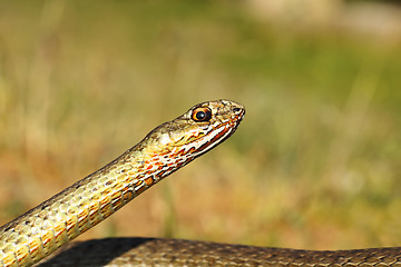 Image showing eastern montpellier snake portrait