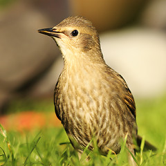 Image showing juvenile starling on lawn