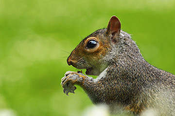 Image showing close up of hungry gray squirrel