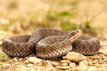 Image showing female Vipera berus on ground, full length