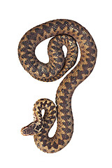 Image showing isolated common crossed adder, full length