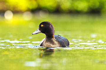 Image showing tufted duck on water surface