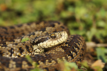 Image showing scarce meadow viper in natural habitat
