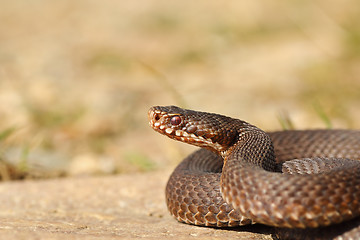 Image showing female common crossed adder close-up