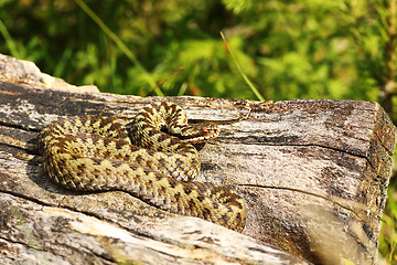 Image showing beautiful male common adder basking