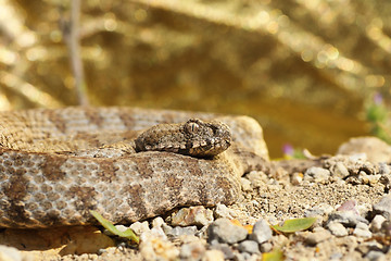 Image showing rarest european viper