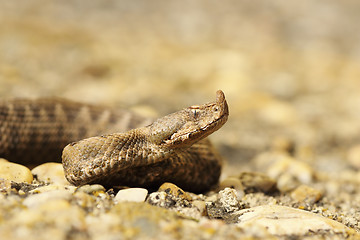 Image showing closeup of juvenile sand viper