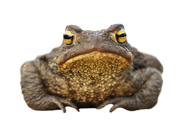 Image showing isolated brown toad front view