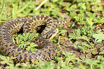 Image showing Vipera ursinii rakosiensis in situ