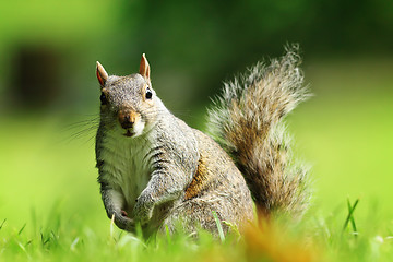 Image showing curious gray squirrel looking at camera