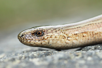 Image showing macro portrait of young slow worm