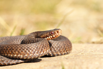 Image showing female common crossed adder close up