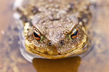 Image showing portrait of common brown toad in water