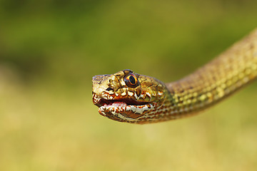 Image showing portrait of angry Malpolon insignitus