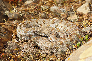 Image showing blunt nosed viper from Milos