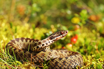 Image showing beautiful male common european adder in natural habitat