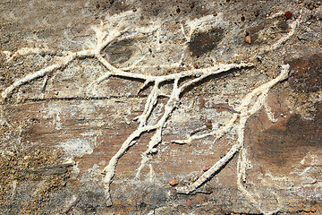 Image showing Serpula lacrymans rizomorphs on wood