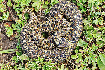 Image showing rare meadow viper in natural habitat