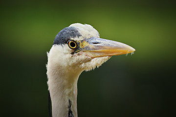 Image showing grey heron head