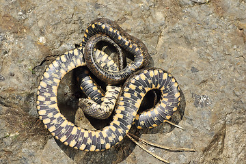 Image showing thanatosis behavior on dice snake