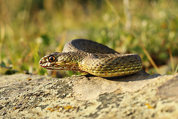 Image showing full length view of eastern montpellier snake