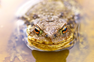 Image showing common brown toad in water