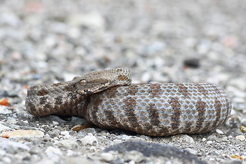 Image showing full length blunt nosed viper on ground