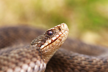 Image showing portrait of female common european viper