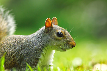 Image showing grey squirrel portrait on lawn