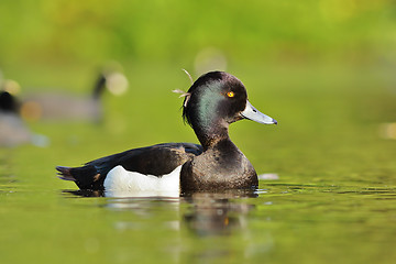 Image showing tufted duck on pond