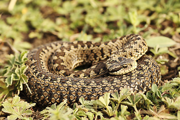 Image showing rarest european viper, female meadow adder 