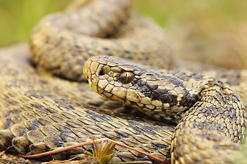 Image showing the rare meadow viper, closeup