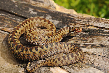 Image showing male common adder basking on wood