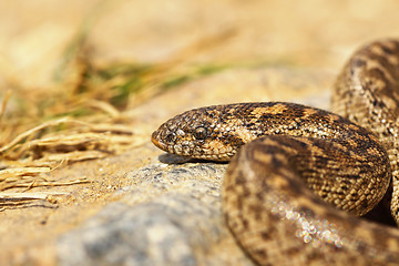 Image showing close up of javelin sand boa