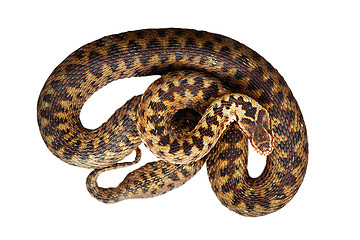 Image showing isolated beautiful common adder