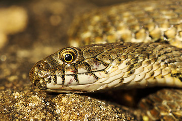 Image showing detail of dice snake head