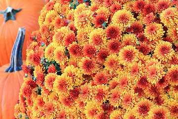 Image showing Fall Mums and Pumpkins Thanksgiving symbols.  