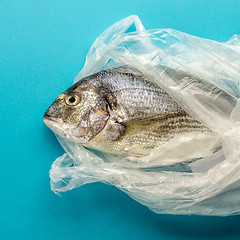 Image showing raw sea bream