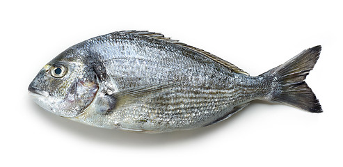 Image showing raw sea bream