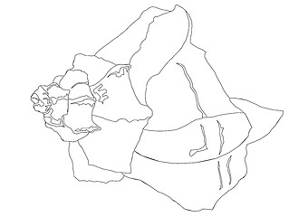 Image showing Detailed Shell Outline