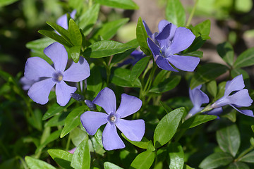 Image showing Common periwinkle