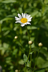 Image showing Ox-eye daisy