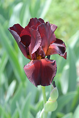 Image showing Tall bearded iris Spartan
