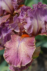 Image showing Tall bearded iris Queen in Calico