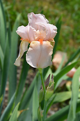 Image showing Tall bearded iris Girl friday