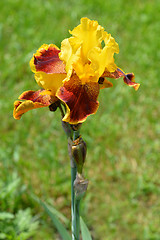 Image showing Tall bearded iris Whoop em up