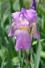 Image showing Tall bearded iris Gay Lord