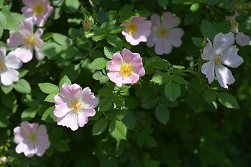 Image showing Dog rose