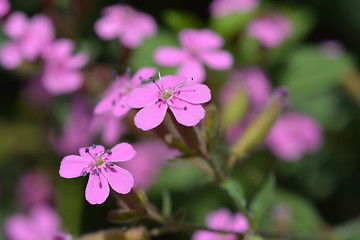 Image showing Rock soapwort